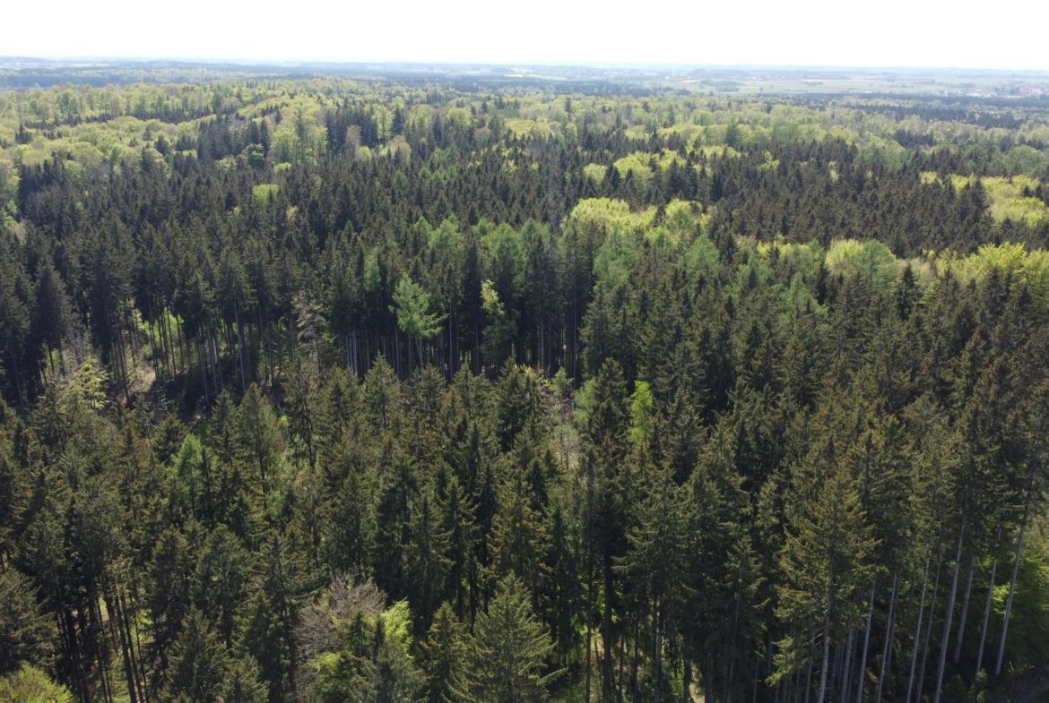 Wald bei Schöffelding vogelperspektive