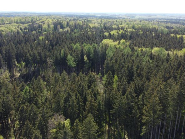 Wald bei Schöffelding vogelperspektive