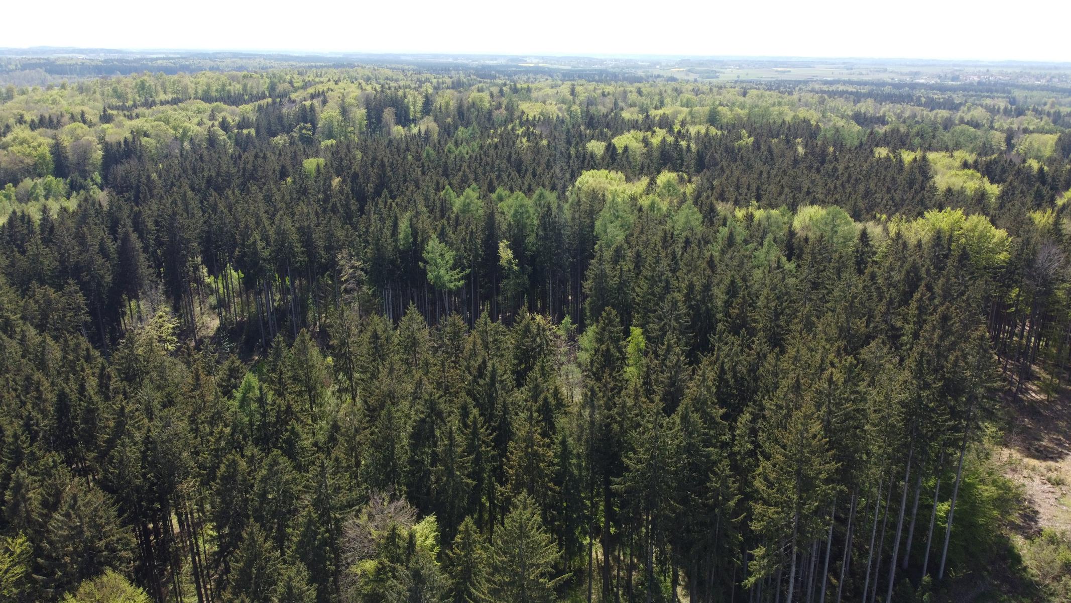 Wald bei Schöffelding vogelperspektive