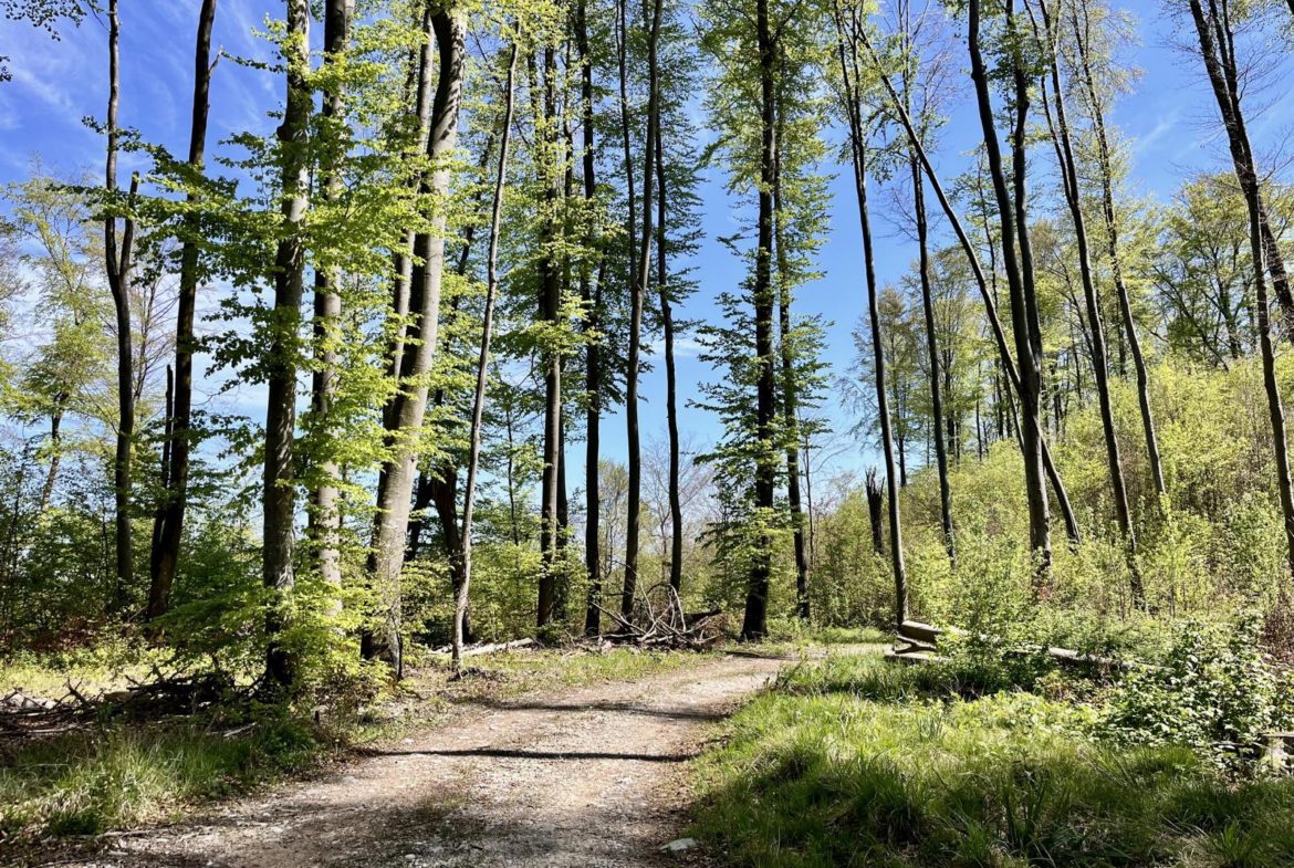 Wald bei Schöffelding zufahrt
