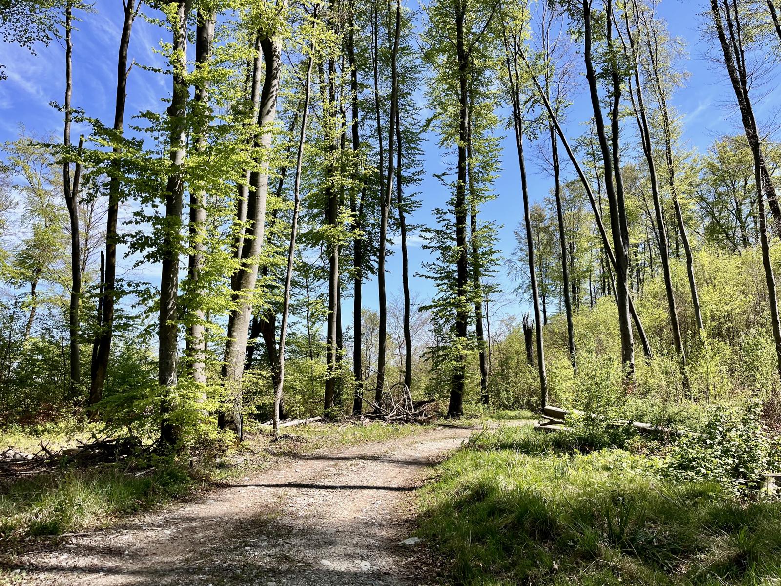 Wald bei Schöffelding zufahrt