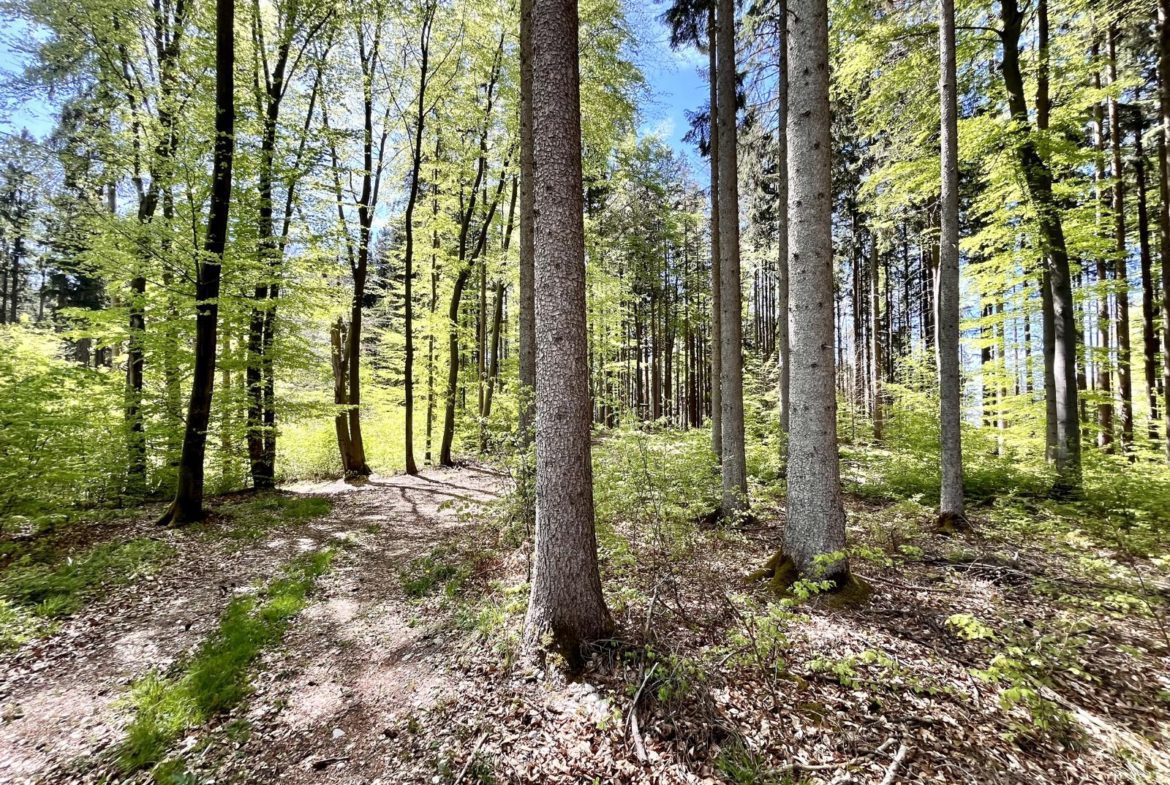 Wald bei Schöffelding mischwald