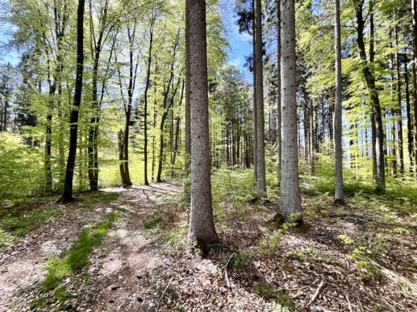 Wald bei Schöffelding mischwald