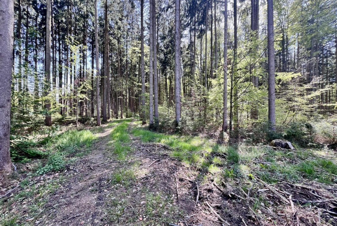 Wald bei Schöffelding fichten