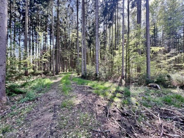 Wald bei Schöffelding fichten