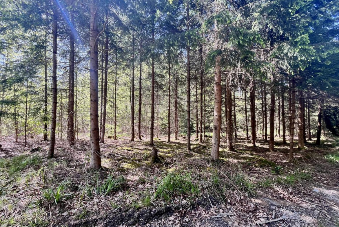 Wald bei Schöffelding fichten2