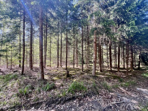 Wald bei Schöffelding fichten2