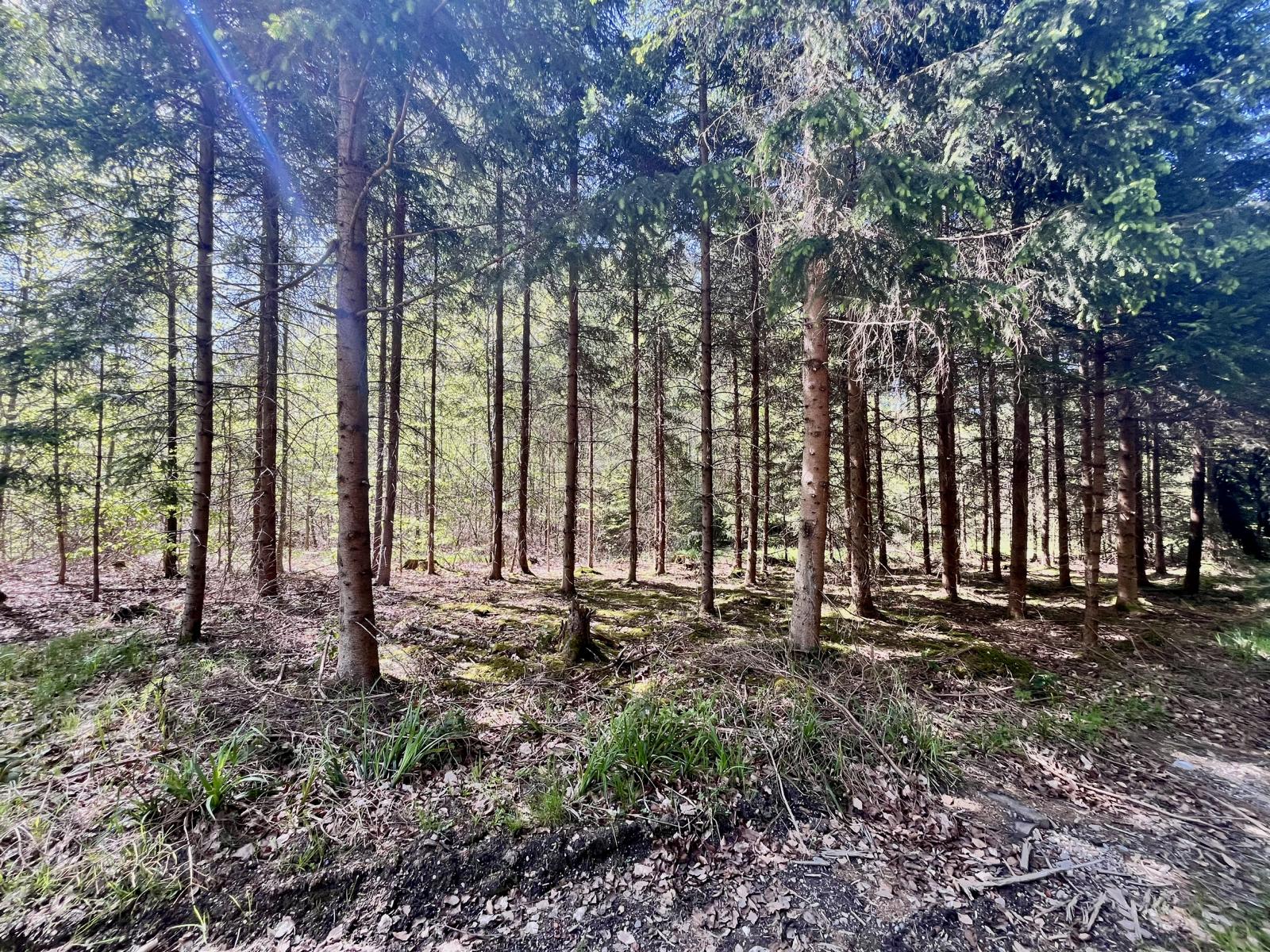 Wald bei Schöffelding fichten2
