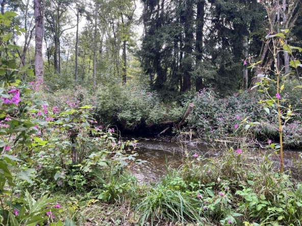 Windach Waldgrundstück3